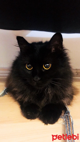 Tiffany/Chantilly, Kedi  Ayza fotoğrafı
