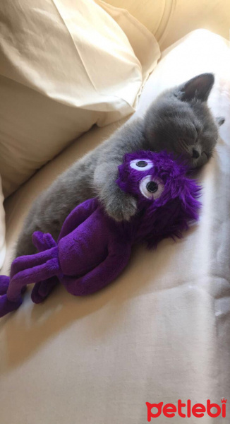 British Shorthair, Kedi  Dobby fotoğrafı