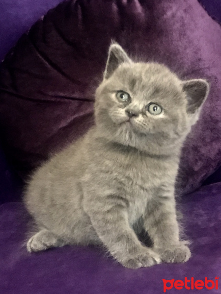 British Shorthair, Kedi  Dobby fotoğrafı