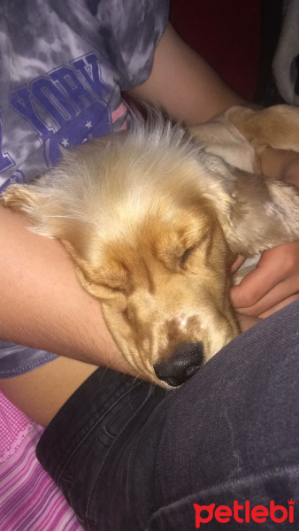 İngiliz Cocker Spaniel, Köpek  Kuki fotoğrafı