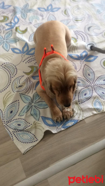 İngiliz Cocker Spaniel, Köpek  Kuki fotoğrafı