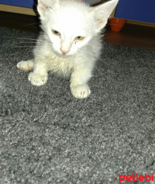 Tekir Kedi, Kedi  Minik fotoğrafı