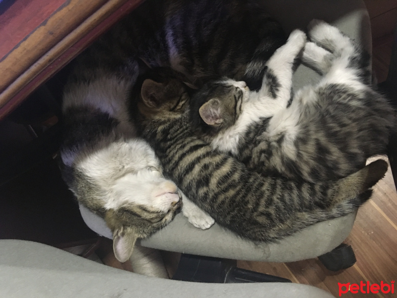 Tekir Kedi, Kedi  Pia fotoğrafı