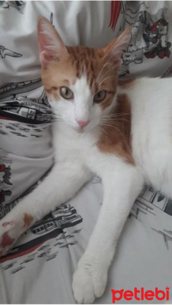 Tekir Kedi, Kedi  Şeker fotoğrafı