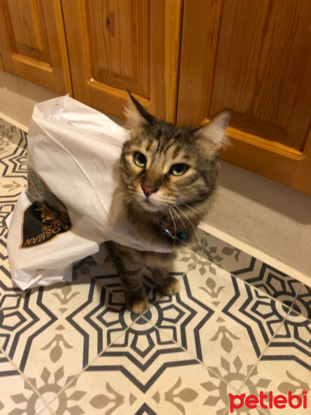 Tekir Kedi, Kedi  Sakız fotoğrafı