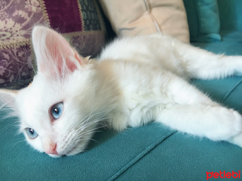 Van Kedisi, Kedi  Miya fotoğrafı