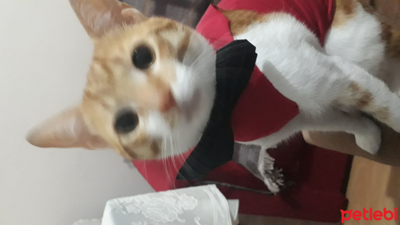 Tekir Kedi, Kedi  Huysuz fotoğrafı