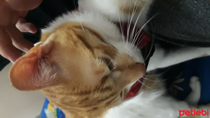 Tekir Kedi, Kedi  Huysuz fotoğrafı