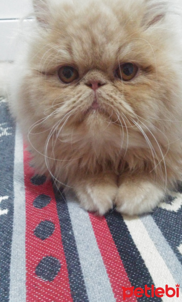İran Kedisi (Persian), Kedi  Soya fotoğrafı