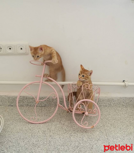 Tekir Kedi, Kedi  Mocha ve Latte fotoğrafı