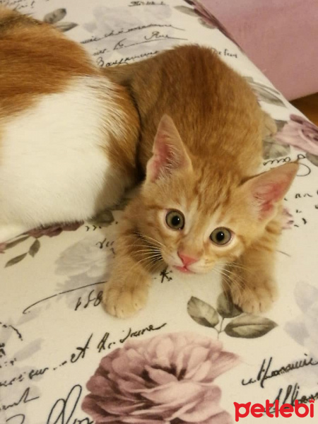 Tekir Kedi, Kedi  Mocha ve Latte fotoğrafı