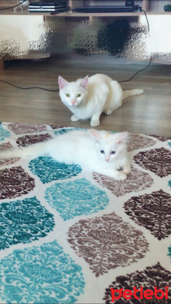 Van Kedisi, Kedi  Sütlaç fotoğrafı