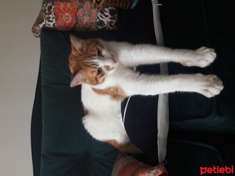 Tekir Kedi, Kedi  Şakir fotoğrafı
