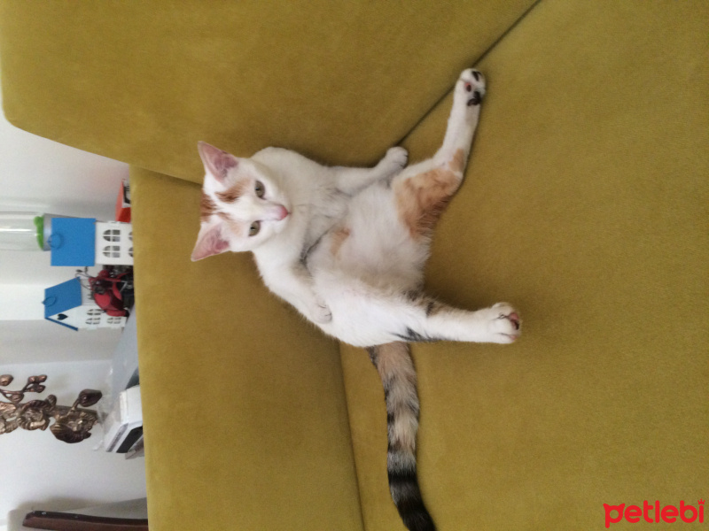 Ankara Kedisi, Kedi  Pamuk fotoğrafı