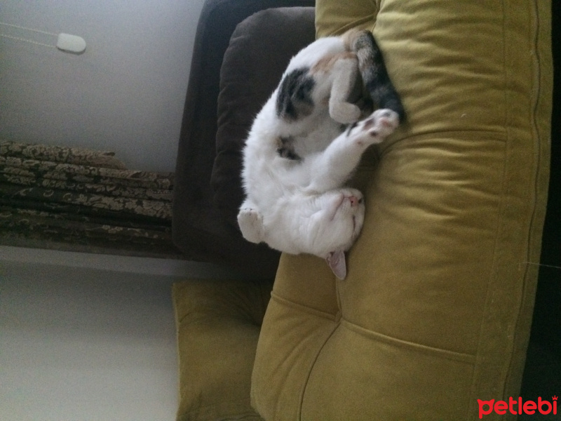 Ankara Kedisi, Kedi  Pamuk fotoğrafı