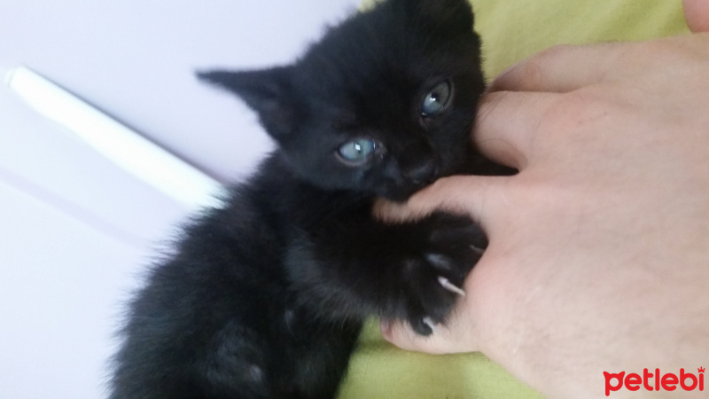 Tekir Kedi, Kedi  Henüz bir ismi yok fotoğrafı