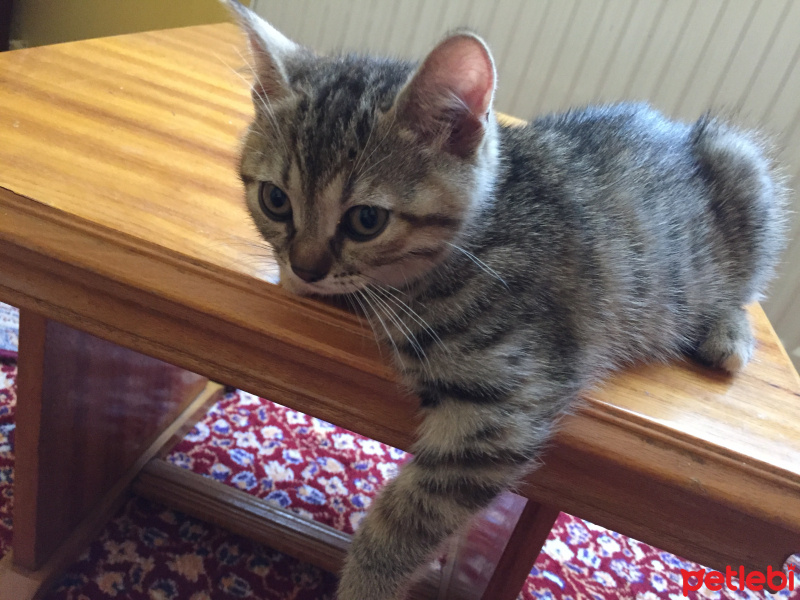 Tekir Kedi, Kedi  Piko fotoğrafı