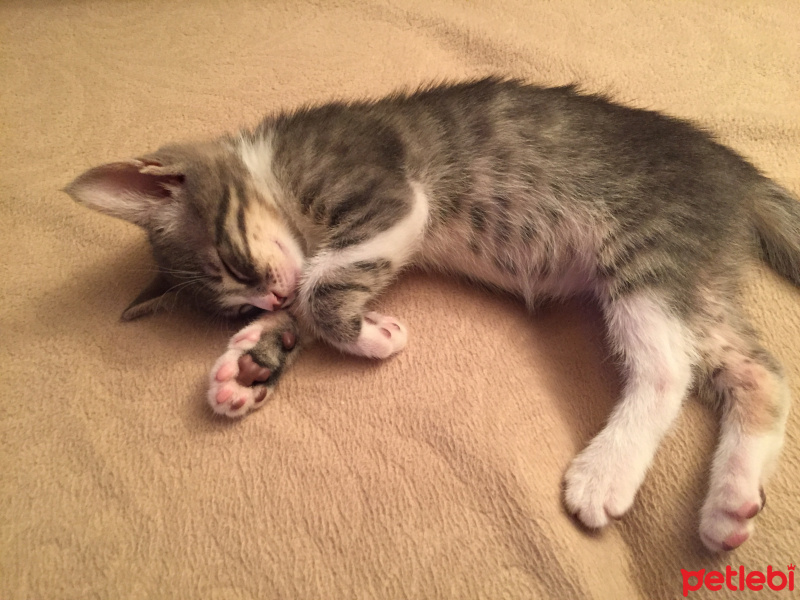Tekir Kedi, Kedi  Pati fotoğrafı