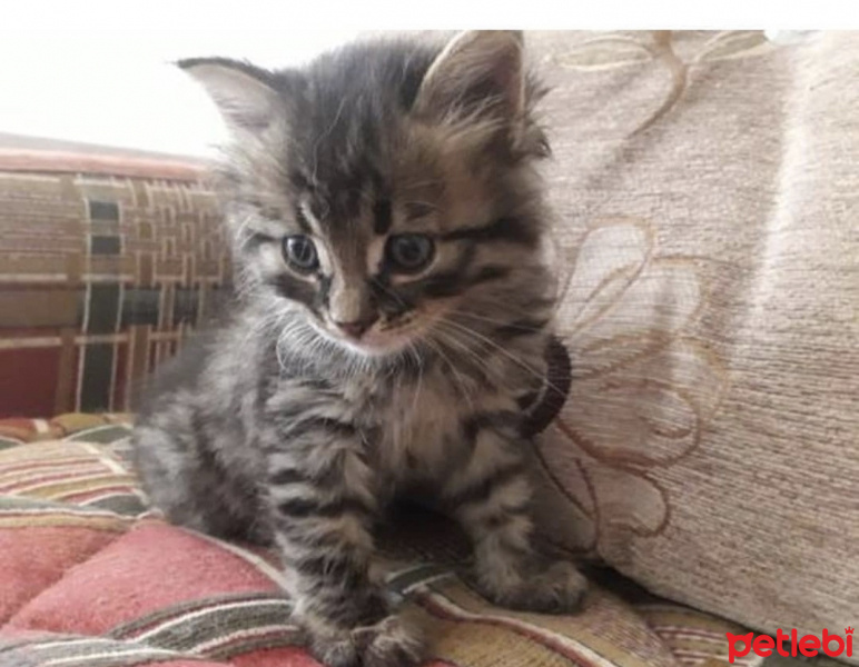Tekir Kedi, Kedi  Oğlum fotoğrafı