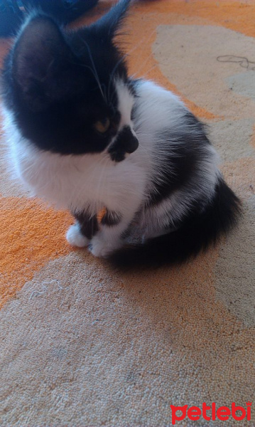 Tuxedo (Smokin) Kedi, Kedi  Lilith fotoğrafı