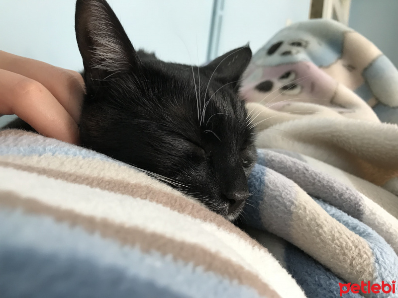 Tekir Kedi, Kedi  Luna fotoğrafı