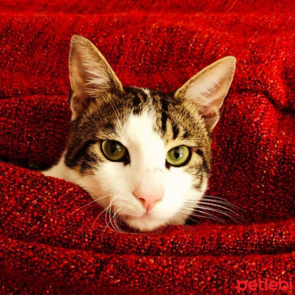 Tekir Kedi, Kedi  Sosis fotoğrafı