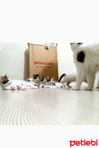 Tekir Kedi, Kedi  sabahattin fotoğrafı