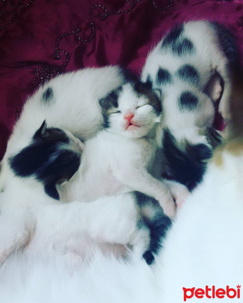 Tekir Kedi, Kedi  sabahattin fotoğrafı