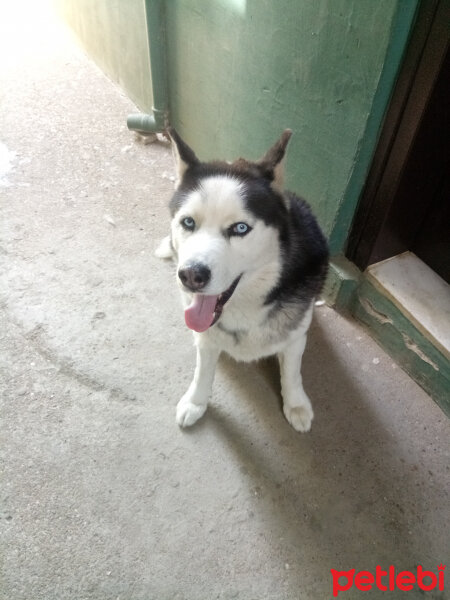 Sibirya Kurdu (Husky), Köpek  Odin fotoğrafı