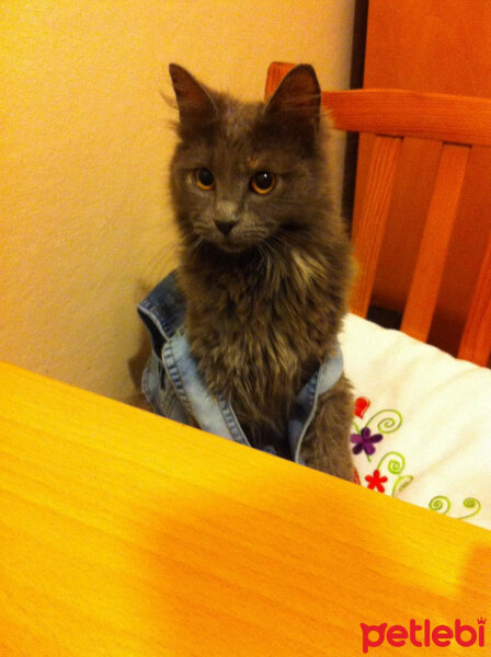 Nebelung, Kedi  Totoro fotoğrafı