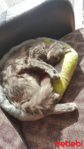 Nebelung, Kedi  Totoro fotoğrafı