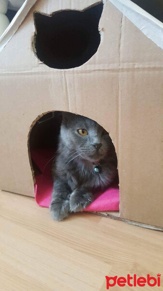 Nebelung, Kedi  Totoro fotoğrafı