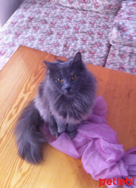 Nebelung, Kedi  Totoro fotoğrafı