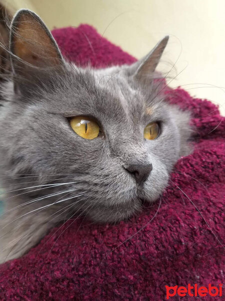 Nebelung, Kedi  Totoro fotoğrafı