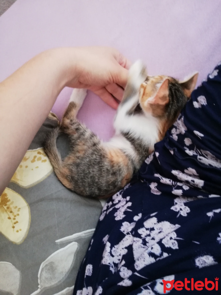 Tekir Kedi, Kedi  Aşkım fotoğrafı