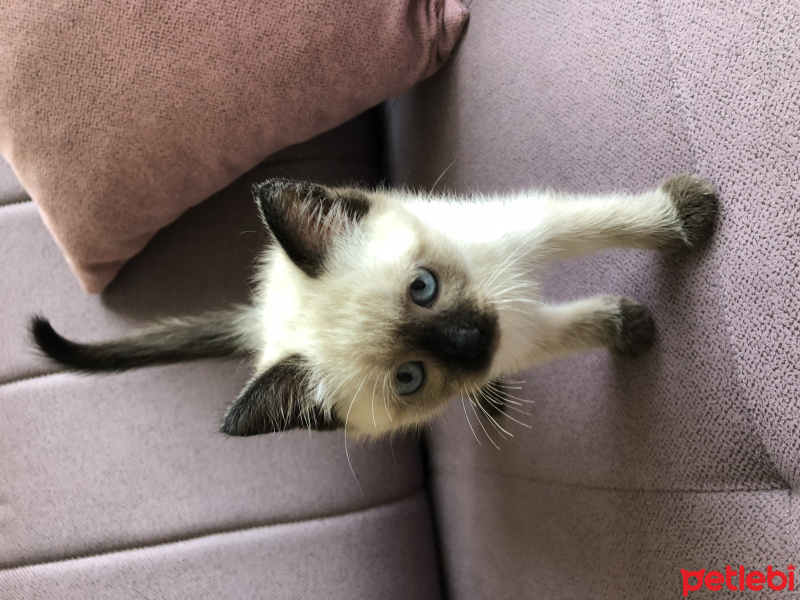 Siyam Kedisi, Kedi  Şans fotoğrafı