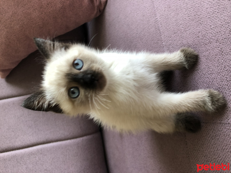 Siyam Kedisi, Kedi  Şans fotoğrafı