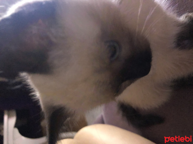 Siyam Kedisi, Kedi  Şans fotoğrafı