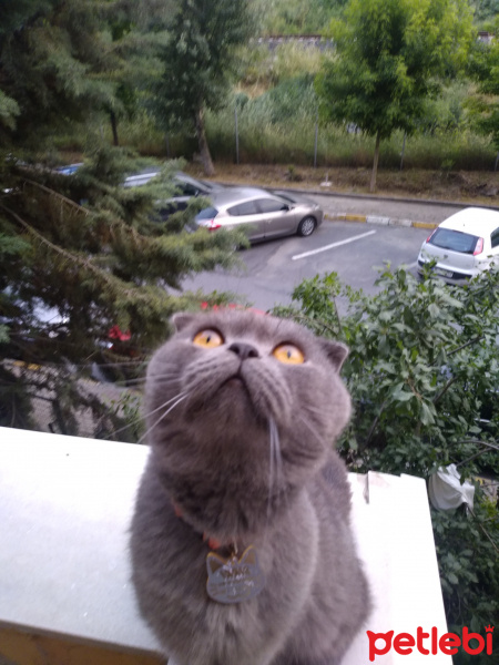 Scottish Fold, Kedi  sırrı fotoğrafı