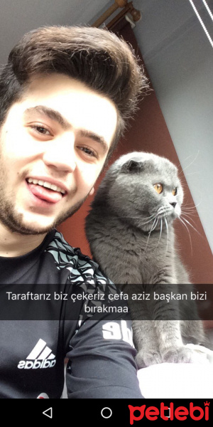 Scottish Fold, Kedi  sırrı fotoğrafı