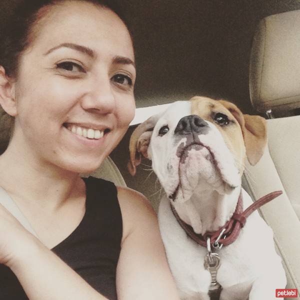 İngiliz Bulldog, Köpek  HAMUR fotoğrafı