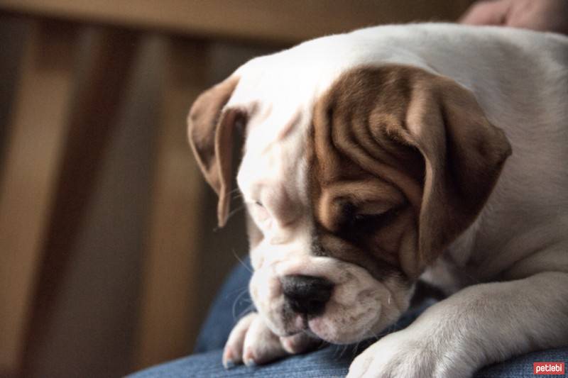 İngiliz Bulldog, Köpek  HAMUR fotoğrafı