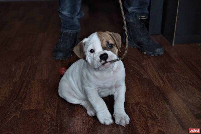 İngiliz Bulldog, Köpek  HAMUR fotoğrafı