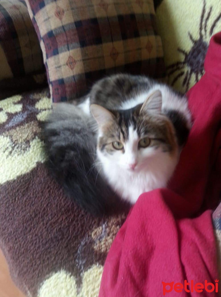 Tekir Kedi, Kedi  Tosbaa fotoğrafı