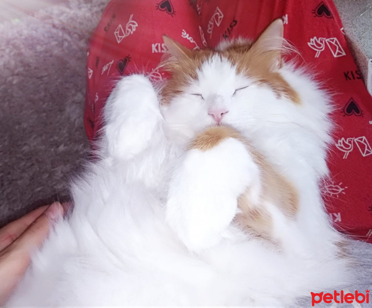 Ankara Kedisi, Kedi  Ponçiğim fotoğrafı