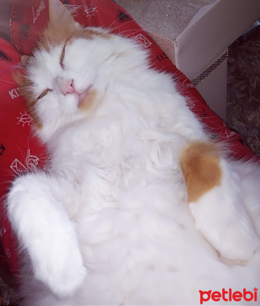 Ankara Kedisi, Kedi  Ponçiğim fotoğrafı