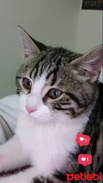 Tekir Kedi, Kedi  Öpücük fotoğrafı