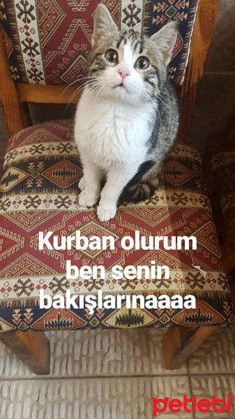 Tekir Kedi, Kedi  Öpücük fotoğrafı