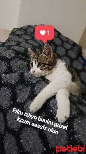 Tekir Kedi, Kedi  Öpücük fotoğrafı