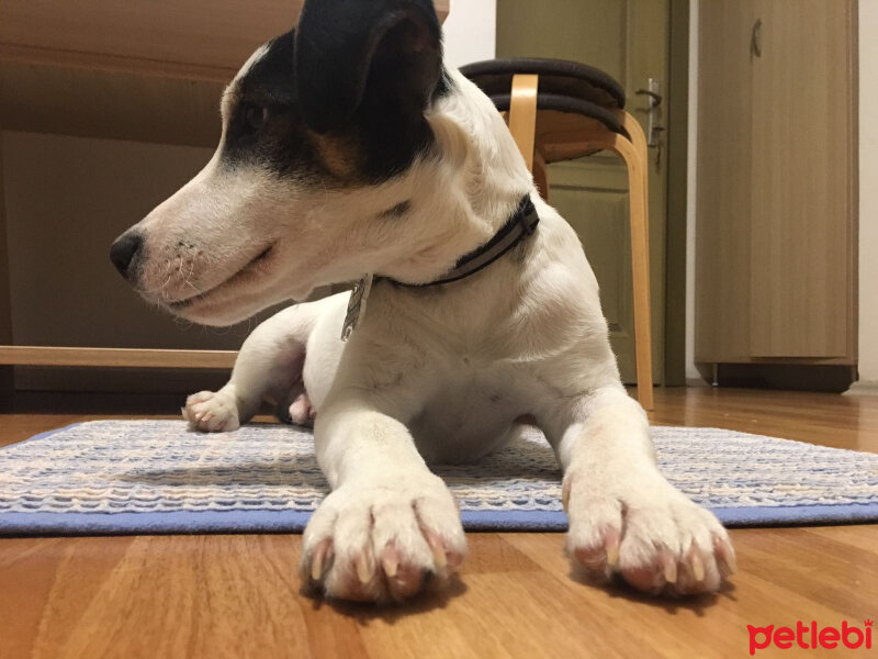 Jack Russell Terrier, Köpek  Ares fotoğrafı